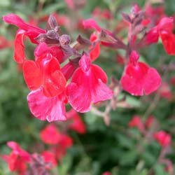 Salvia de Graham